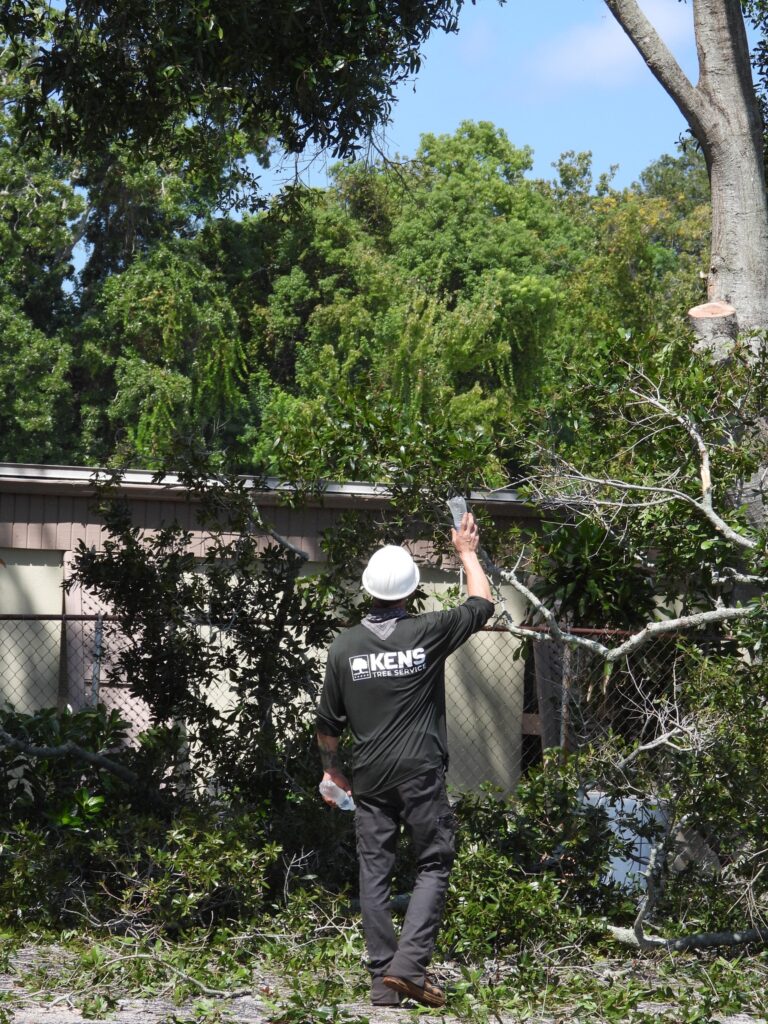 The Importance of Proper Tree Pruning