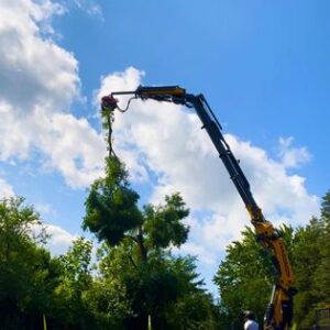 TREE SERVICES Abbotsford (81)