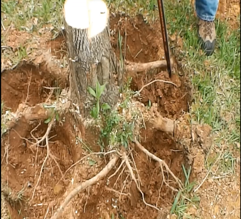 Practical Tips for Stump Removal and Grinding